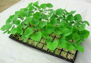 壽光市嘉禾蔬菜專業(yè)合作社