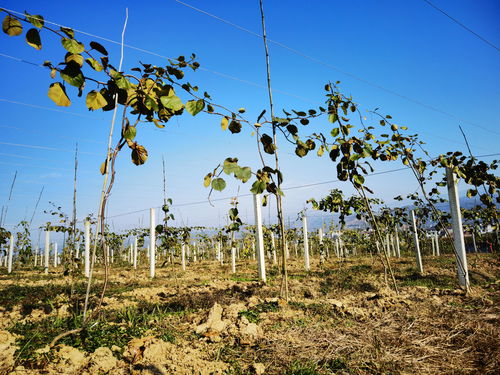 漢陰獼猴桃 富硒好味道 百名主播陜西果業(yè)產(chǎn)區(qū)行走進(jìn)安康漢陰