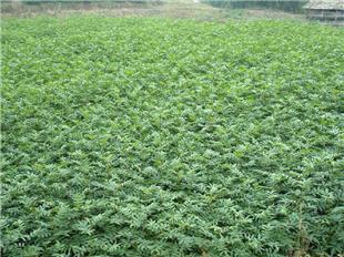 【花椒樹(shù)苗價(jià)格米椒花椒樹(shù)苗花椒苗用什么嫁接國(guó)家優(yōu)質(zhì)品種樹(shù)】- 