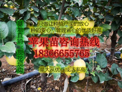 煙富0號(hào)蘋(píng)果苗苗木基地?zé)煾?號(hào)蘋(píng)果樹(shù)苗苗木基地