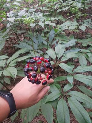 陜西省竹節(jié)參回收加工重樓白芨種苗基地種植什么品種賺錢(qián)