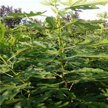  佛山市南海區西樵百達隆工藝拼花廠 主營 不銹鋼馬賽克 陶瓷