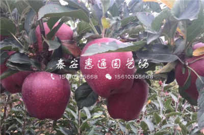 陜西耐凍樹苗價格穩中有升，農戶青睞優質種苗