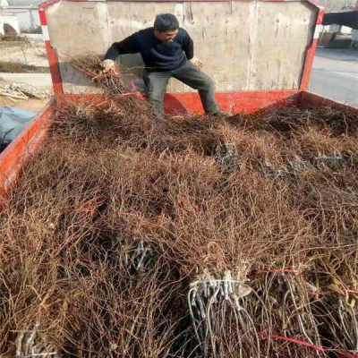 陜西優質5年冬棗樹苗，農戶直銷，助您豐收致富