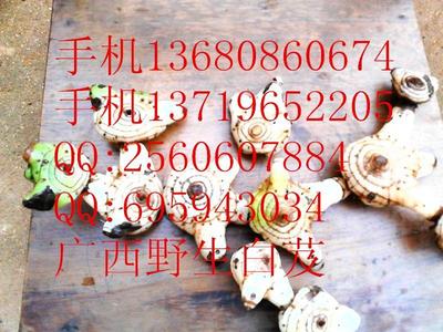 供應優質陜西白及種苗與種子，助力藥材種植產業發展