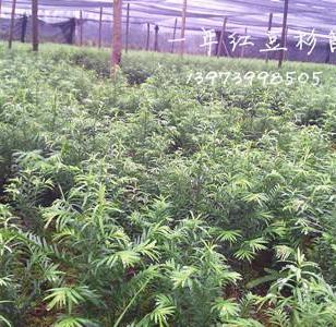 廣西與陜西苗木種苗產(chǎn)業(yè)對(duì)比與發(fā)展前景探析